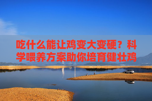 吃什么能让鸡变大变硬？科学喂养方案助你培育健壮鸡群
