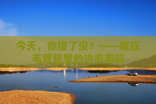 今天，你撸了没？——藏在毛茸茸里的治愈密码