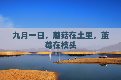 九月一日,蘑菇在土里,蓝莓在枝头 九月一日,蘑菇在土里,蓝莓在枝头