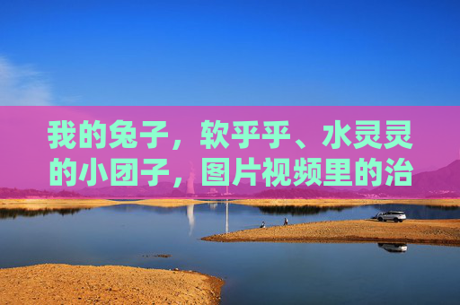 我的兔子,软乎乎、水灵灵的小团子,图片视频里的治愈日常 我的兔子,软乎乎、水灵灵的小团子,图片视频里的治愈日常