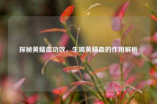 探秘黄鳝血功效，生喝黄鳝血的作用解析