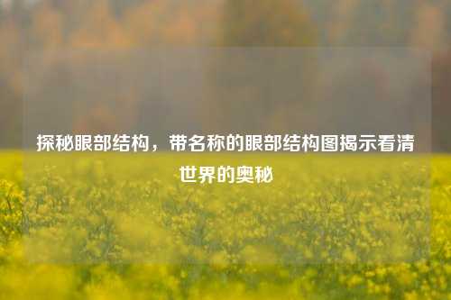 探秘眼部结构,带名称的眼部结构图揭示看清世界的奥秘